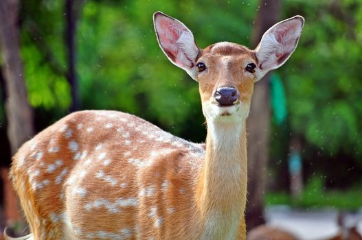The Sika deer is one of the few deer species that does not lose its spots upon reaching maturity.
