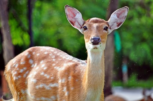 The Sika deer is one of the few deer species that does not lose its spots upon reaching maturity.
