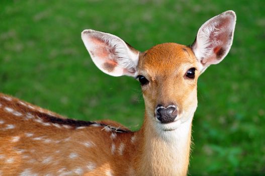 The Sika deer is one of the few deer species that does not lose its spots upon reaching maturity.
