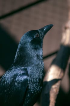 black crow portrait close up at the raptor center