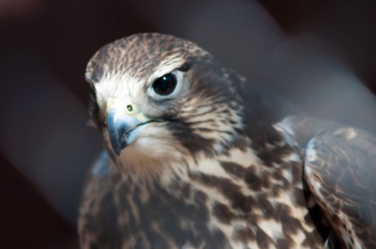 saker falcon recovering from injury in the cage