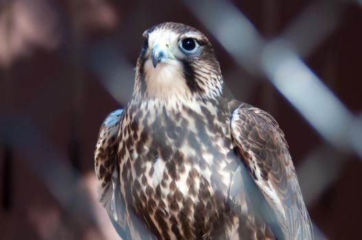 saker falcon recovering from injury in the cage