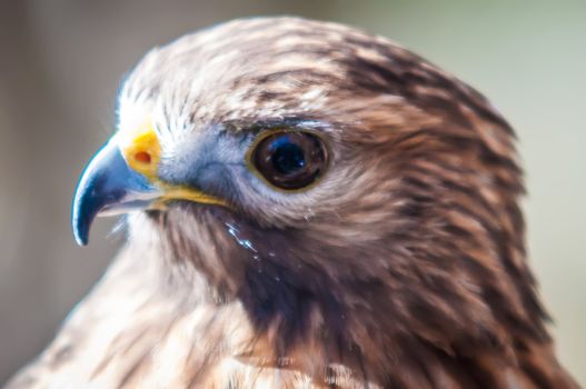 Harris Hawk (Parabuteo unicinctus) -raptor bird