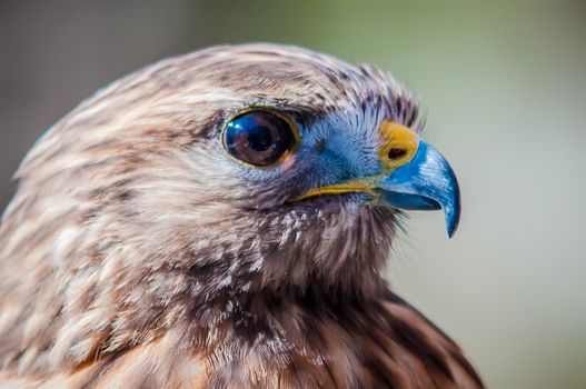 Harris Hawk (Parabuteo unicinctus) -raptor bird