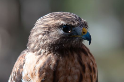 Harris Hawk (Parabuteo unicinctus) -raptor bird