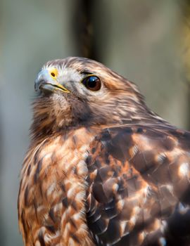 hawk falcon raptor bird