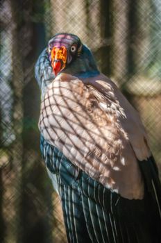 king vulture