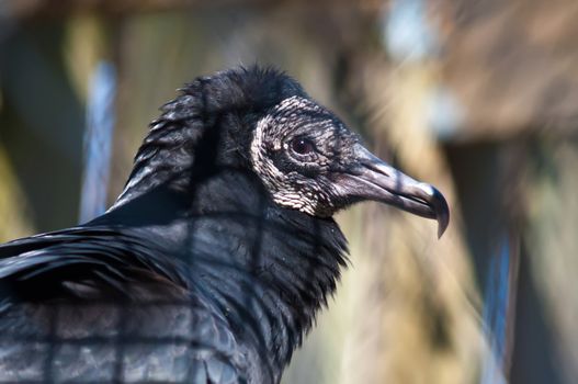 black vulture