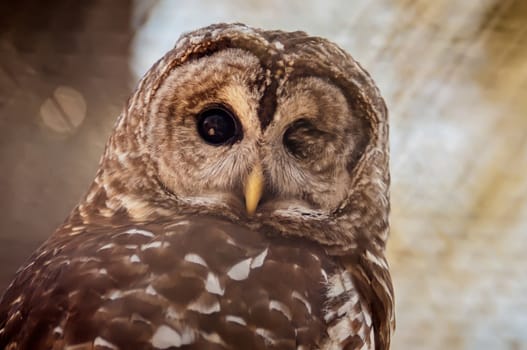 Owls are the order Strigiformes, constituting 200 extant bird of prey species. Most are solitary and nocturnal