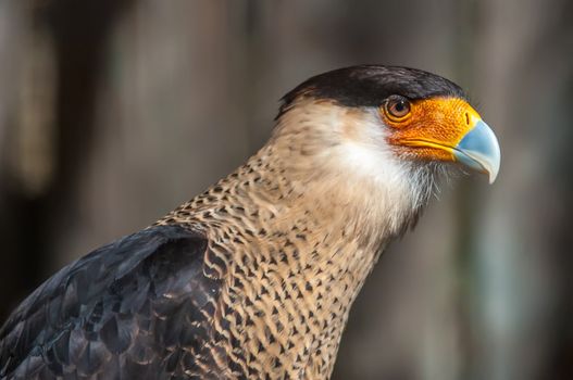 Beautiful colored crested caracara hawk intense look