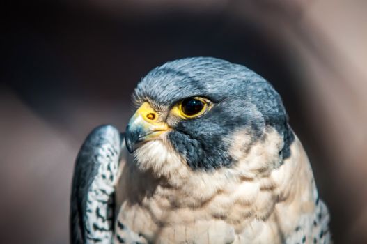 closeup of aragorn raptor bird from family of falcons