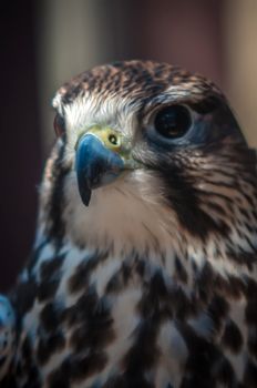 saker falcon recovering from injury in the cage