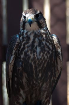 saker falcon recovering from injury in the cage