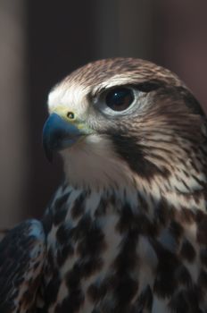 saker falcon recovering from injury in the cage