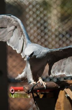 Mississippi Kite raptor bird