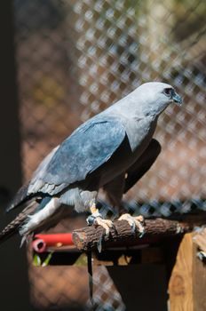 Mississippi Kite raptor bird