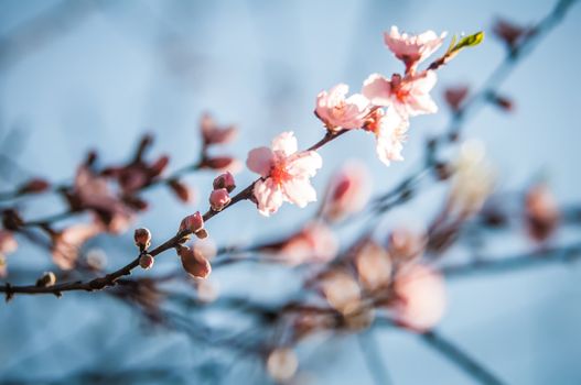 Spring peach blossom in garden with blue sky background