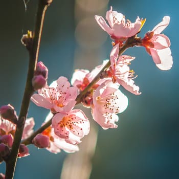 Spring peach blossom in garden with blue sky background