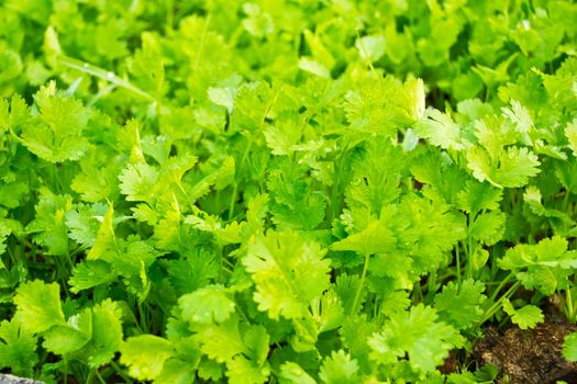 Close-up shot of Coriander leaves