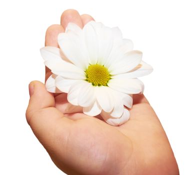 White chrysanthemum flower on a small child palms