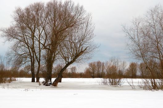 Naked trees in winter on a meadow covered with snow during a thaw