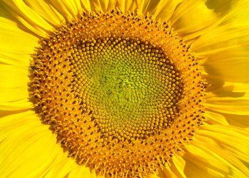 Sunflower.Nature composition.