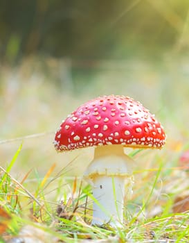 red mushroom fungi, Fly Agaric, latin name is Amanita muscaria.