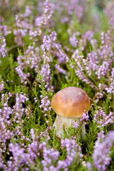 Small boletus on the background of violet heather in the wild