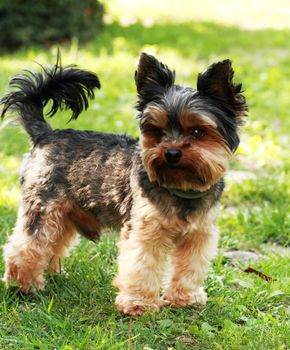 Yorkshire terrier outside on walk