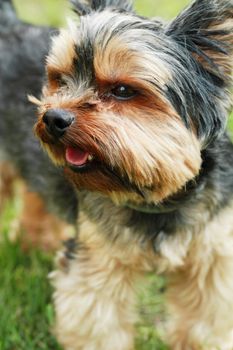 Yorkshire terrier outside on walk