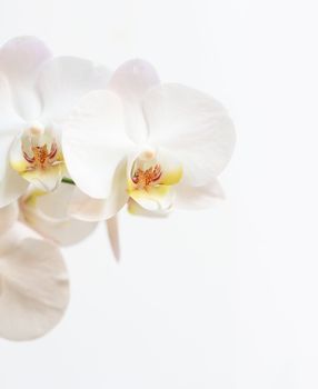 Close up of white orchid - phalaenopsis flower