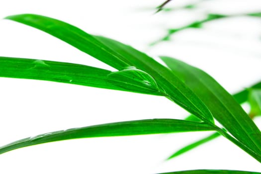 leaf with drop of water on white background