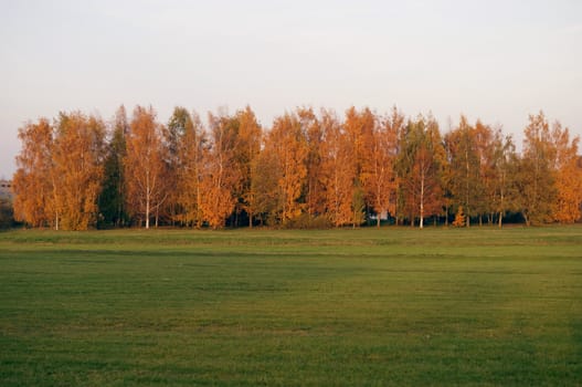 Trees and grass in autumn season