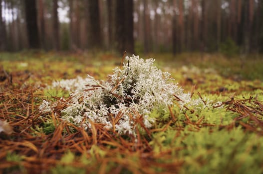 Plants in forest autumn season