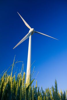 Windmill in a field of crop with blue sky