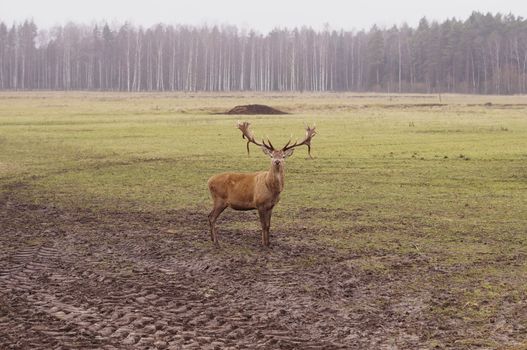 Dear stag in nature