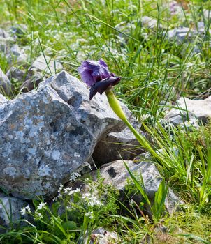 Wild iris flowering plant with showy flowers