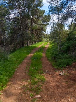 Path in spring green forest