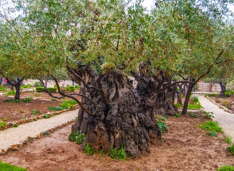 Olives Jerusalem-Garden of Gethsemane, Israel