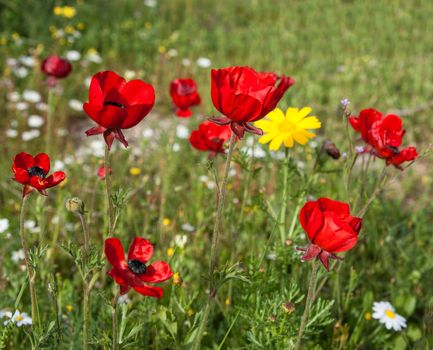 In poppies field