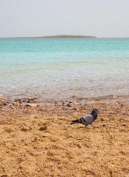 Pigeon on the bank of the Dead Sea, Israel