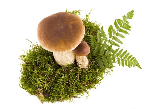 Two fresh porcini mushrooms in a green moss isolated, bottom view
