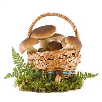 Boletus mushrooms in a wicker basket on green moss isolated on white background