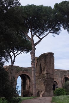 Several stone-pines in front of ruins in Rome
