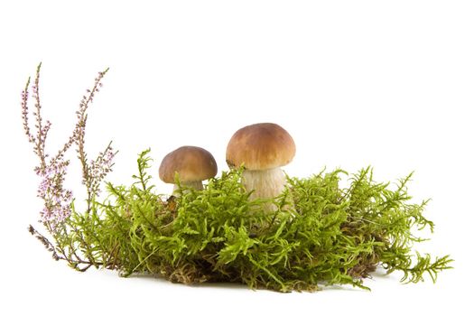 Two fresh mushrooms in a green moss and heather isolated on white background