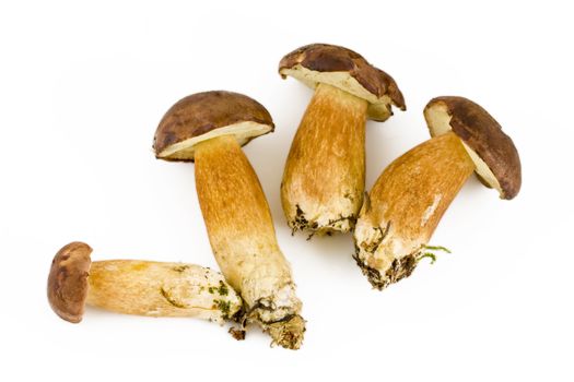 Four fresh mushroom isolated on white background