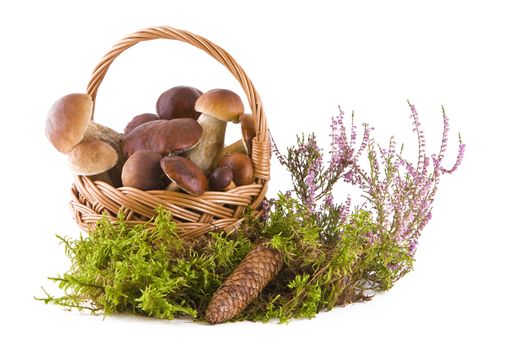 Boletus mushrooms in a wicker basket on green moss isolated on white