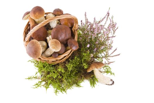 Boletus mushrooms in a wicker basket on green moss isolated on white, top view