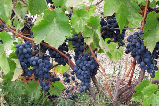 Heavy bunches of blue grapes in the vineyard