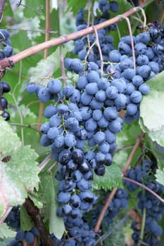 Heavy blue bunch of grapes in the vineyard